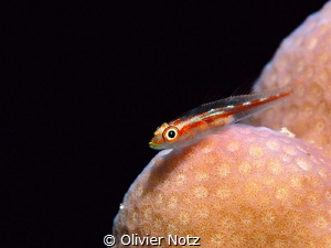 A small Mozambique host goby sitting on a coral by Olivier Notz 